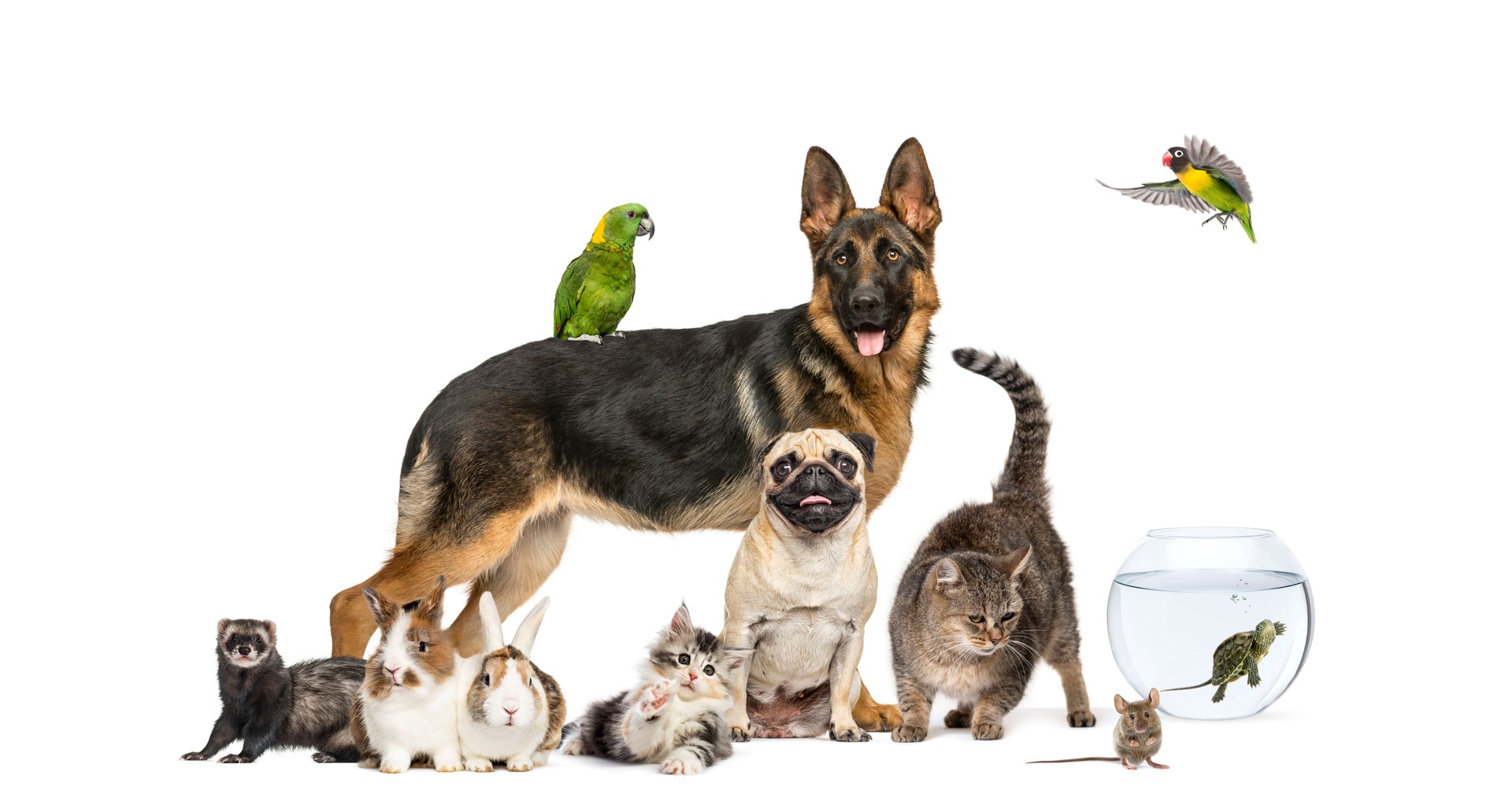 Group of pets in a row, Dogs, cats, ferret, rabbit, birds, mouse, isolated on white