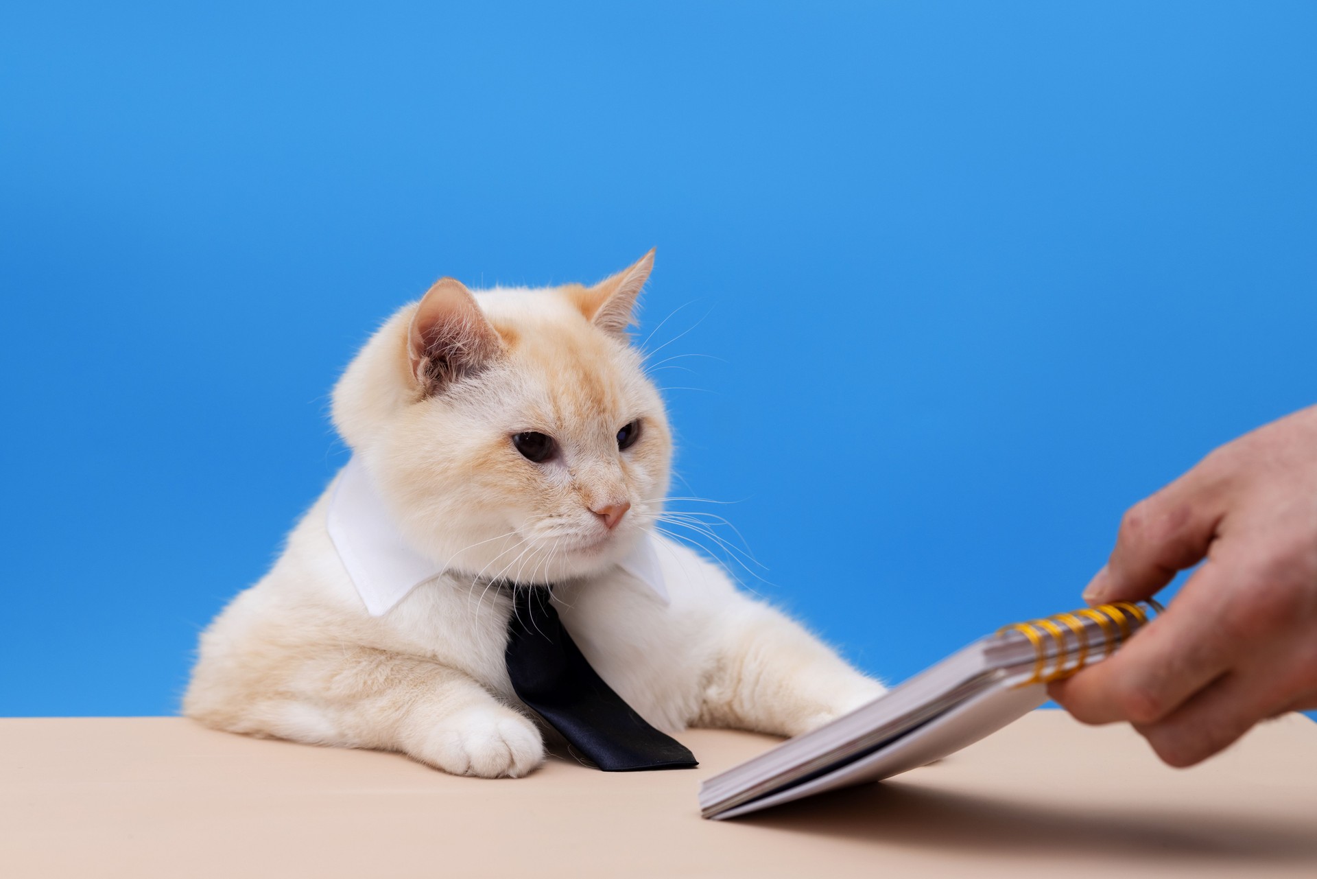 Cat in black tie at the table. A man's hand holds  notebook in front of the cat. Blue background
